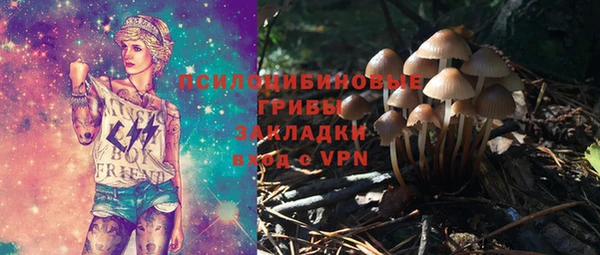 хмурый Аркадак